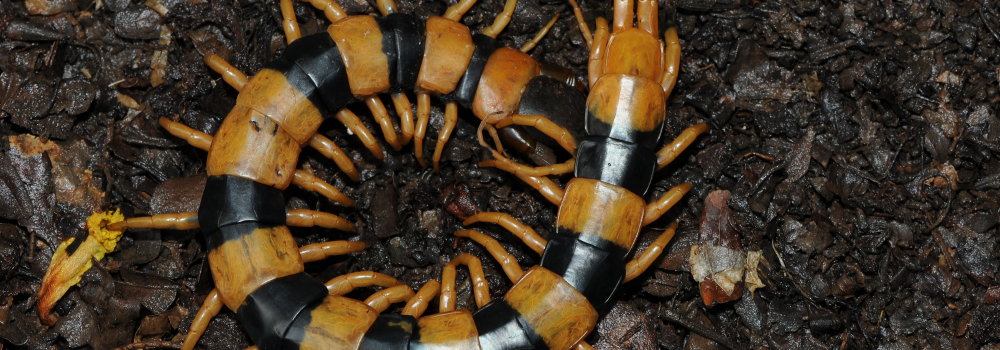 Tiger Centipede (Scolopendra hardwickei)